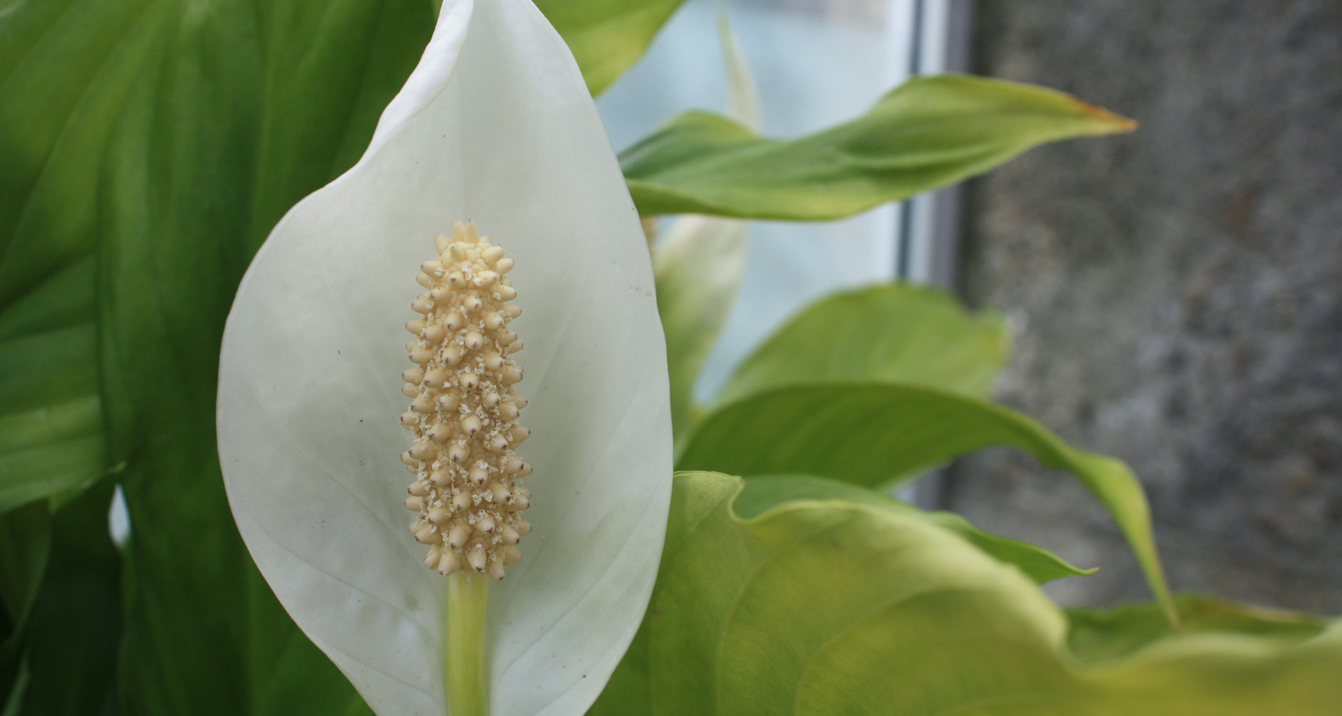 Plantas de Forração Para Vasos: Confira 7 espécies - Vaso & Cor Blog