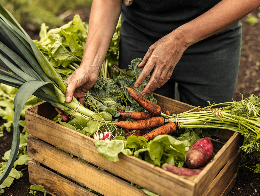 Como o consumo de produtos orgânicos e agricultura familiar ajudam a preservar a natureza